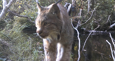 Canada Lynx