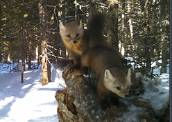 American Marten