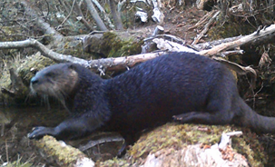 River otter